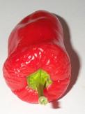 [Jalapeño]