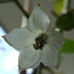 [Kerala]