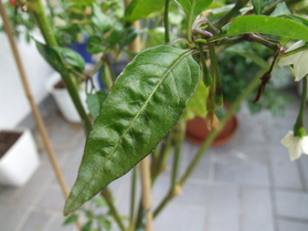 [Kerala]