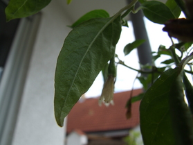 [Kerala]