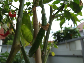 [Kerala]