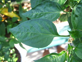 [Kitchen Pepper]