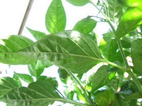[Kitchen Pepper]