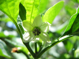 [Kitchen Pepper]