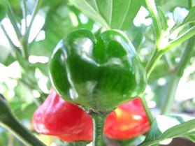 [Kitchen Pepper]