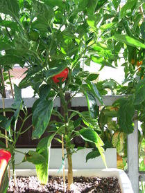 [Kitchen Pepper]