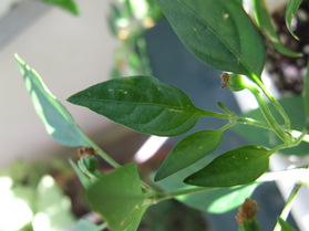 [Malawi Bird's Eye]