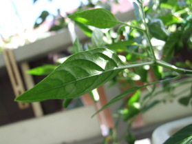 [Malawi Bird's Eye]