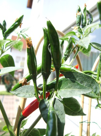 [Massinas Bajan]