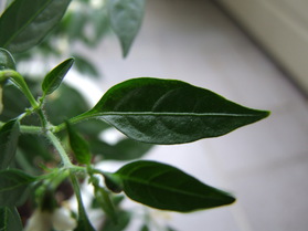 [Mini Chili]