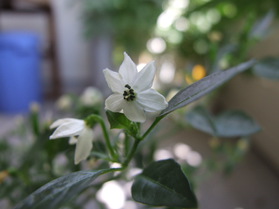 [Mini Chili]