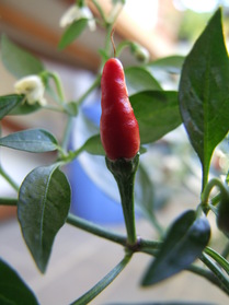 [Mini Chili]
