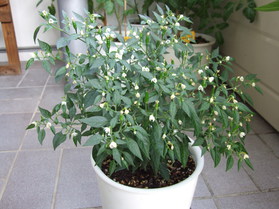 [Mini Chili]
