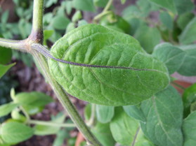 [Mini Rocoto Yellow]