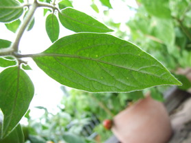 [Mini Rocoto Yellow]