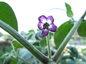[Mini Rocoto Yellow]
