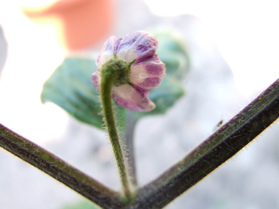 [Mini Rocoto Yellow]