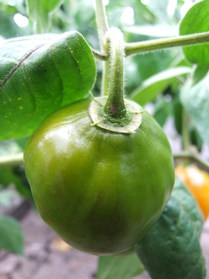[Mini Rocoto Yellow]