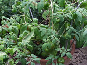 [Mini Rocoto Yellow]