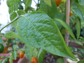 [Mini Rocoto]