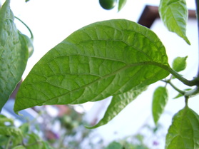 [Mini Rocoto]