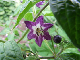 [Mini Rocoto]