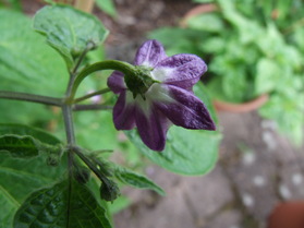 [Mini Rocoto]