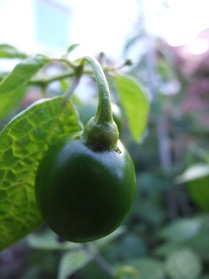 [Mini Rocoto]