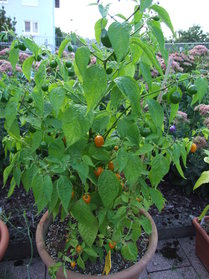 [Mini Rocoto]