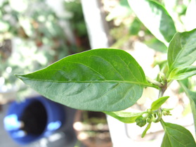 [Myanmar Cherry]