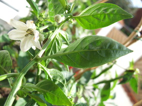 [Myanmar Cherry]