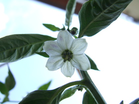 [Myanmar Cherry]
