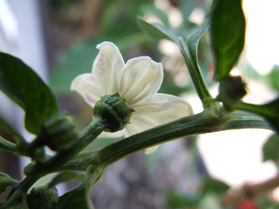 [Myanmar Cherry]