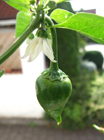 [Myanmar Cherry]
