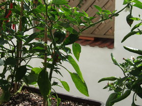 [Myanmar Cherry]