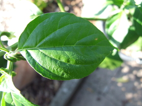 [Naga Morich]