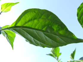 [Naga Morich]