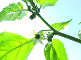 [Naga Morich]