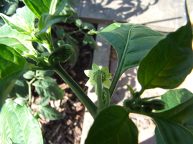 [Naga Morich]