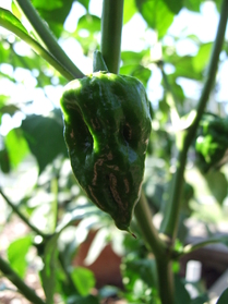 [Naga Morich]