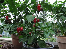 [Naga Morich]