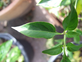 [Nepal Orange]