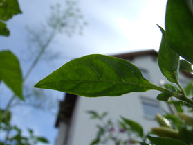 [Nepal Orange]