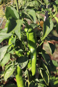 [Numex Las Cruzes Cayenne]