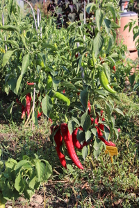 [Numex Las Cruzes Cayenne]