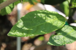 [Numex Lemon Spice]