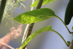 [Numex Orange Spice]