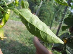 [Numex Pinata]