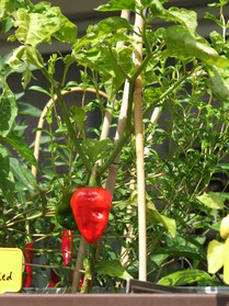 [Numex Suave Red]