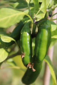 [Numex Vaquero]